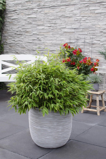 Gartenbambus 'Moontears' – pflegeleichte Heckenpflanze 70 cm