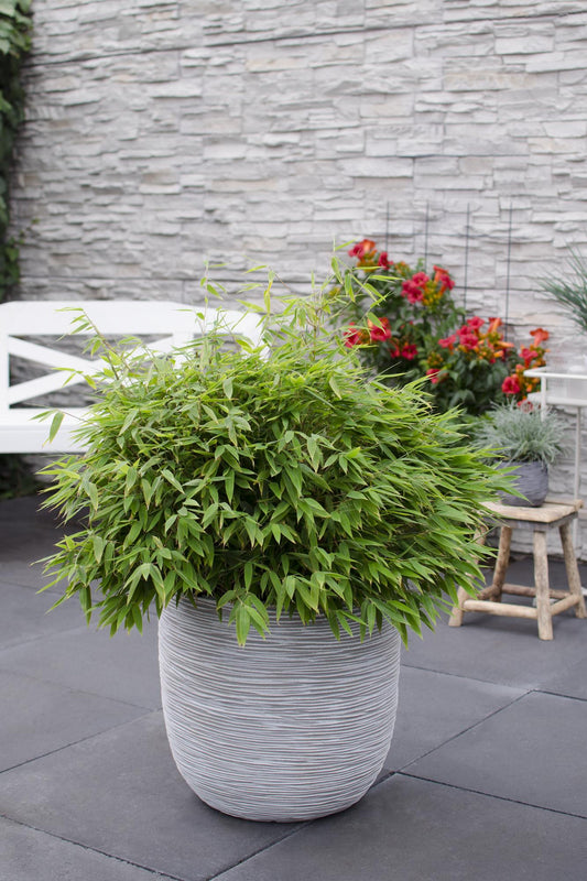 Gartenbambus 'Moontears' – pflegeleichte Heckenpflanze 70 cm