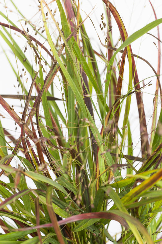 Panicum virgatum Cheyenne Sky – Kompaktes Ziergras Ø23cm