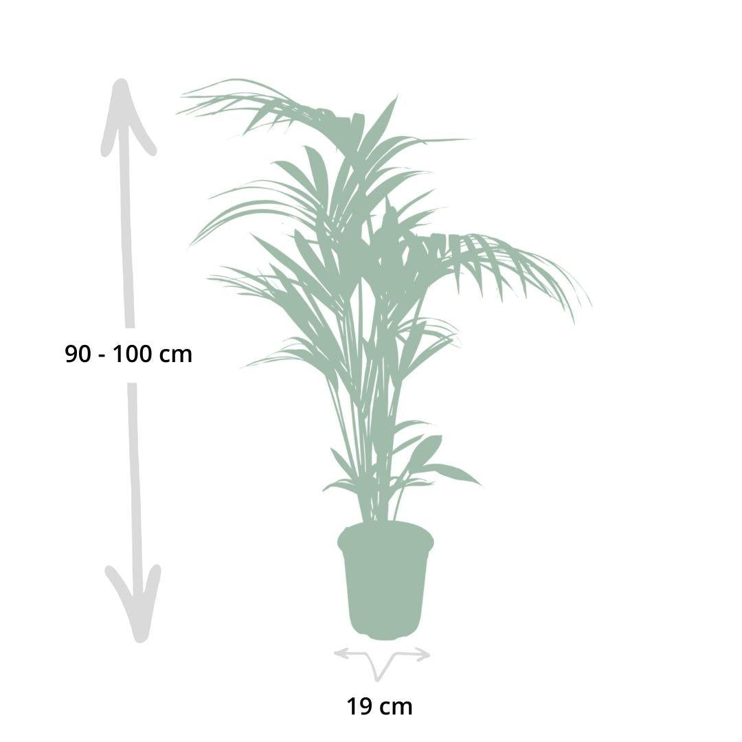 Kentia-Palme (Howea forsteriana) Ø21cm, Höhe ca. 120cm