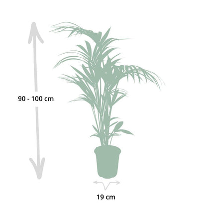 Kentia-Palme (Howea forsteriana) Ø21cm, Höhe ca. 120cm