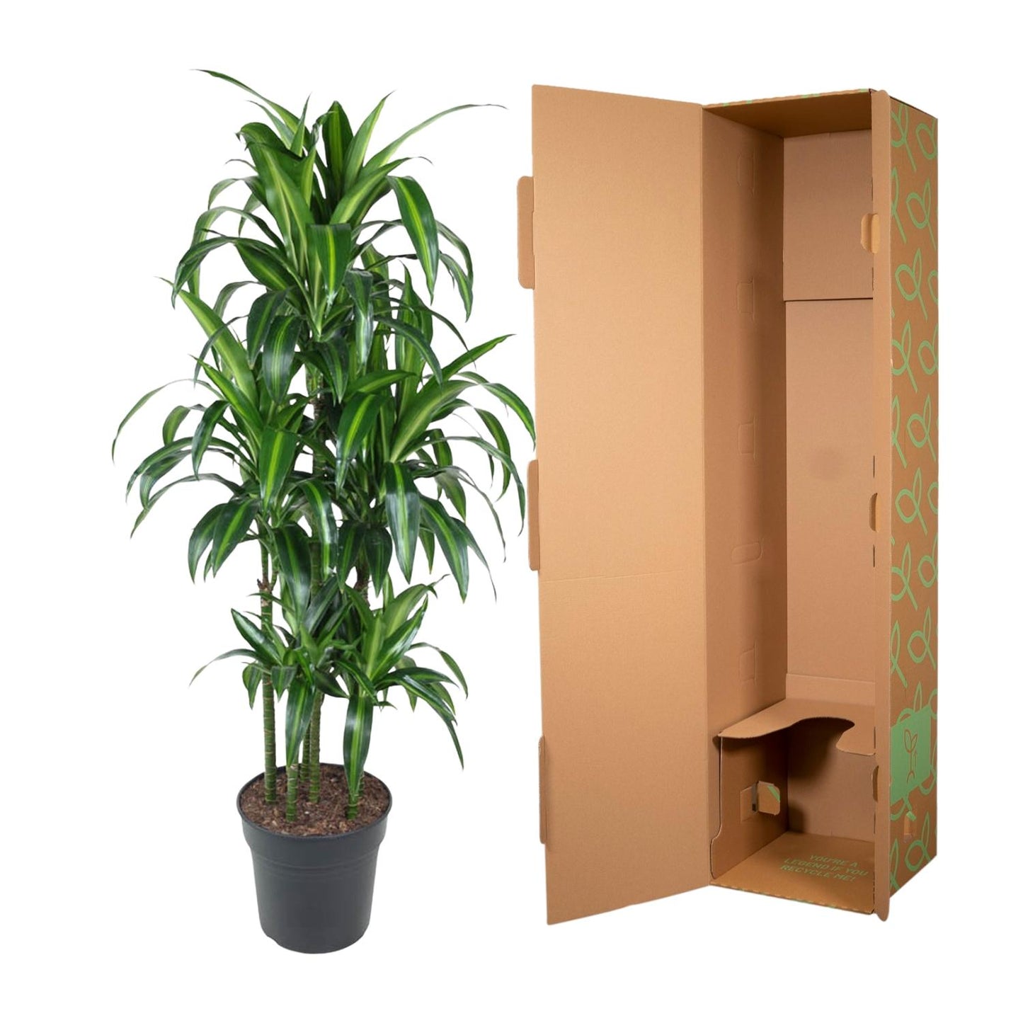 Dracaena Hawaiiana Carrousel – Elegante, pflegeleichte Zimmerpflanze 150 cm