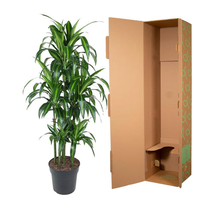 Dracaena Hawaiiana Carrousel – Elegante, pflegeleichte Zimmerpflanze 150 cm
