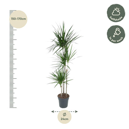 Dracaena Marginata – 160 cm – Pflegeleichte Zimmerpflanze
