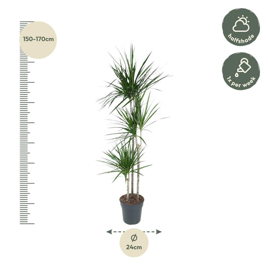 Dracaena Marginata – 160 cm – Pflegeleichte Zimmerpflanze