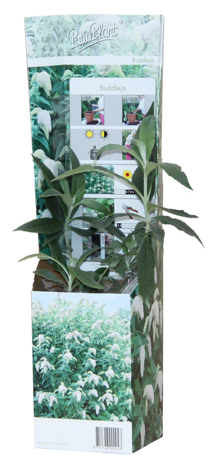 Schmetterlingsflieder Mix – 20er Set für bunte Gartenpracht