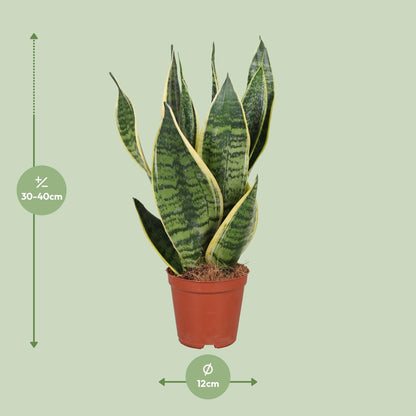 Sansevieria Trifasciata Futura Superba – Pflegeleichte Zimmerpflanze Ø12cm