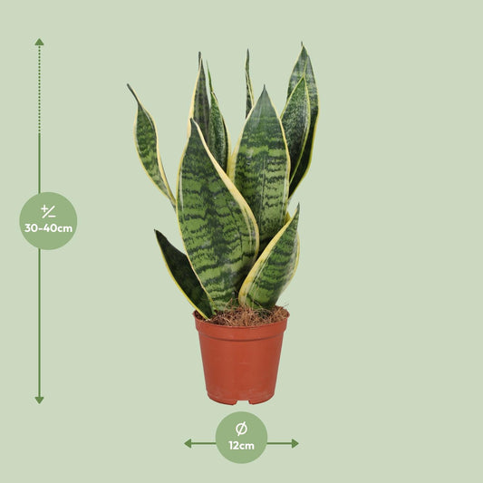 Sansevieria Trifasciata Futura Superba – Pflegeleichte Zimmerpflanze Ø12cm