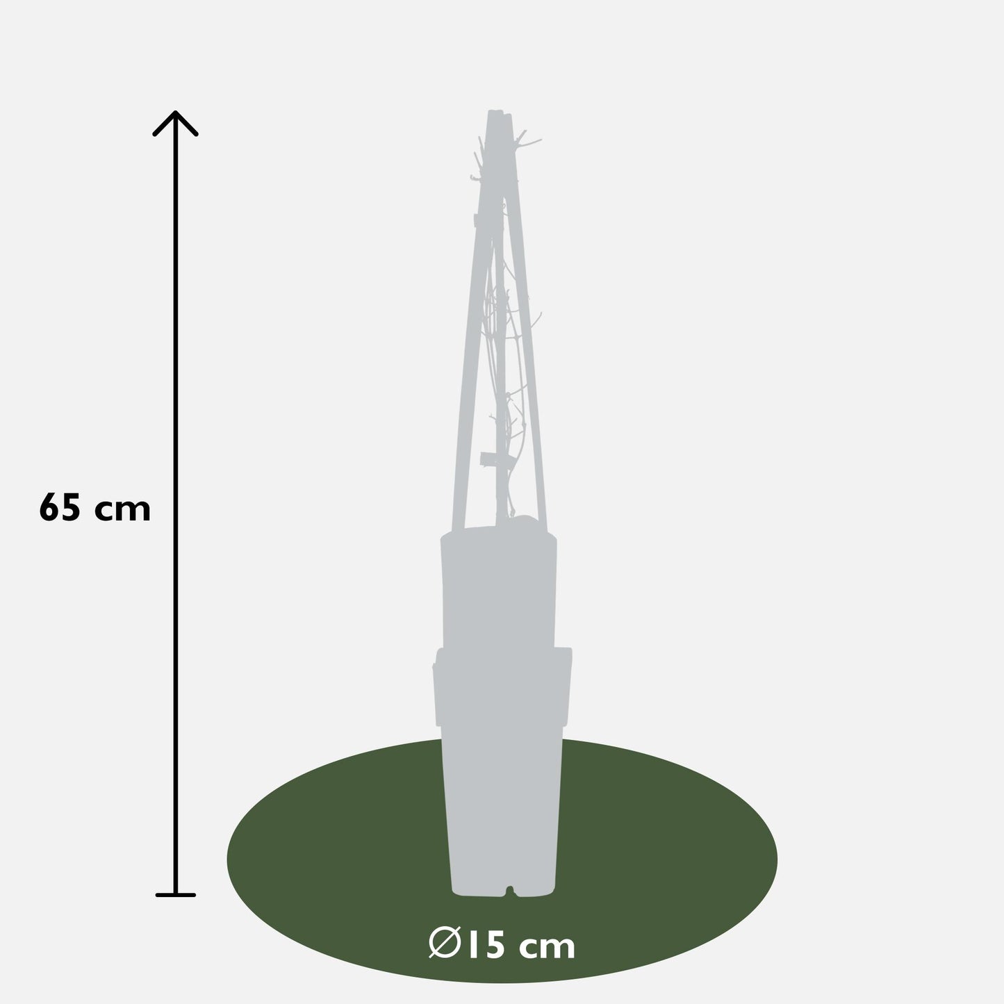 Clematis Jackmanii – Winterharte Kletterpflanze mit tiefvioletten Blüten