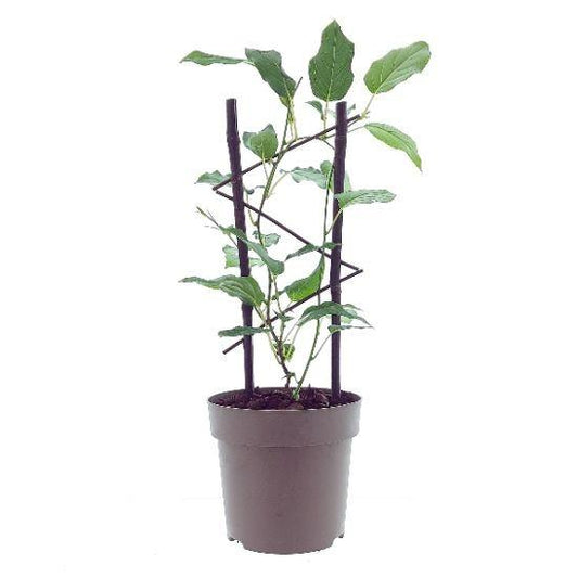 Kiwi Issai – Selbstfruchtende Kletterpflanze Ø15cm, 40cm hoch