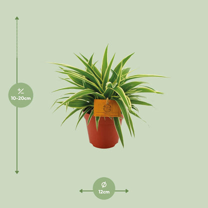 Chlorophytum Ocean – pflegeleichte Grünlilie Ø12cm