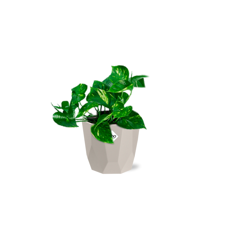 Epipremnum Pinnatum ‘Aureum’ in ELHO b.for rock 14 cm – Pflegeleicht & Luftreinigend