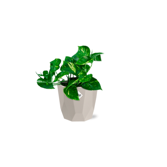 Epipremnum Pinnatum ‘Aureum’ in ELHO b.for rock 14 cm – Pflegeleicht & Luftreinigend