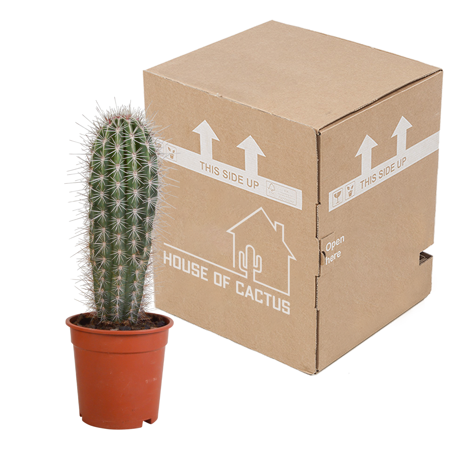 Pachycereus pringlei - Säulenkaktus 17 cm ohne Topf