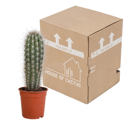 Pachycereus pringlei - Säulenkaktus 17 cm ohne Topf