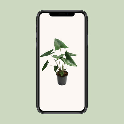 Alocasia Zebrina – Trendige Zebrapflanze Ø21cm, ca. 80cm hoch