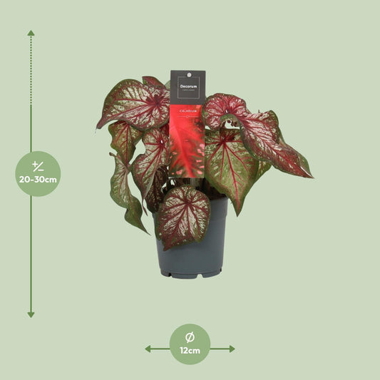 Caladium Bicolor – Engel Wings Zimmerpflanze Ø12cm