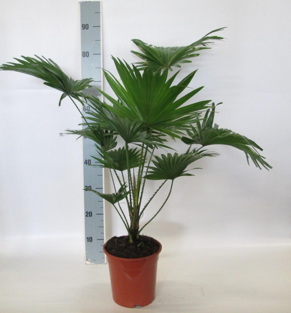 Livistona Rotundifolia – Pflegeleichte Palmen-Ikone Ø19 cm