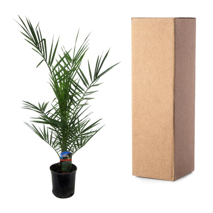 Phoenix Canariensis – Kanarische Dattelpalme 80 cm