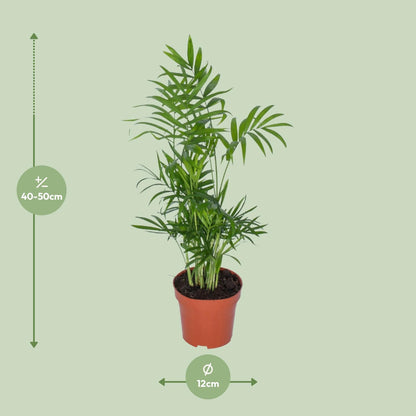 Zwerg-Bergpalme Chamaedorea Ø12cm, ca. 50cm hoch