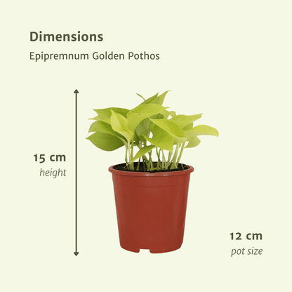 Epipremnum Golden Pothos – 4er Set Ø12cm, ca. 15cm hoch