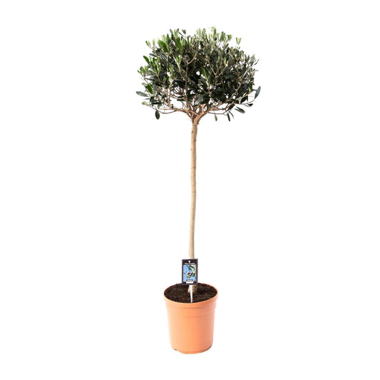 Gemeine Olive (Olea europaea) Ø19cm, ca. 80cm hoch