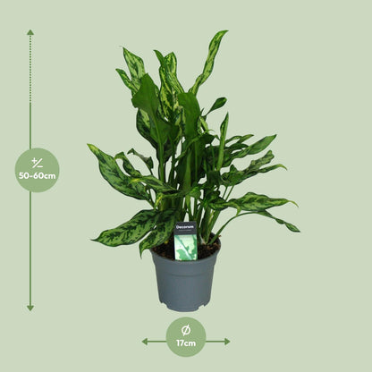 Aglaonema Miss Julliette Ø17cm – Luftreinigende Zimmerpflanze