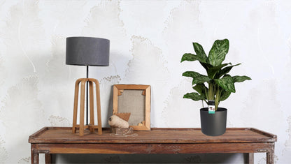 Aglaonema Greenlight – Luftreinigende Zimmerpflanze