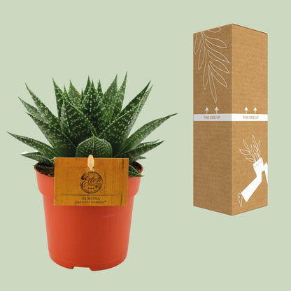 Gasteria Hybride Aurora – kompakte Kuhzungenpflanze Ø11cm