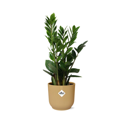 Zamioculcas (ZZ-Pflanze) in ELHO Vibes Fold Topf 14cm Gelb, 45-50 cm