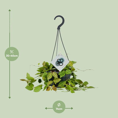 Dischidia Ovata – Pflegeleichte Ameisenpflanze Ø14cm