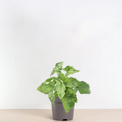 Syngonium Mottled – Pflegeleichte Zimmerpflanze 25 cm