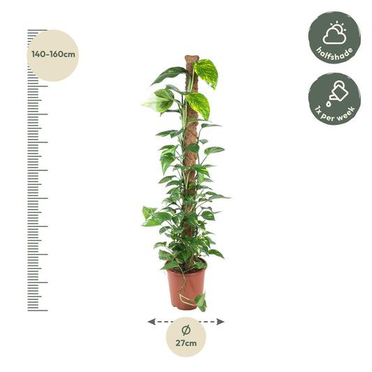 Epipremnum Pinnatum Mosstok – Pflegeleichte Kletterpflanze 150 cm