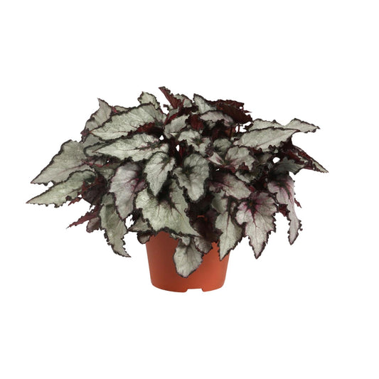 Begonia Rex Coco – Bunte, pflegeleichte Zimmerpflanze Ø12cm