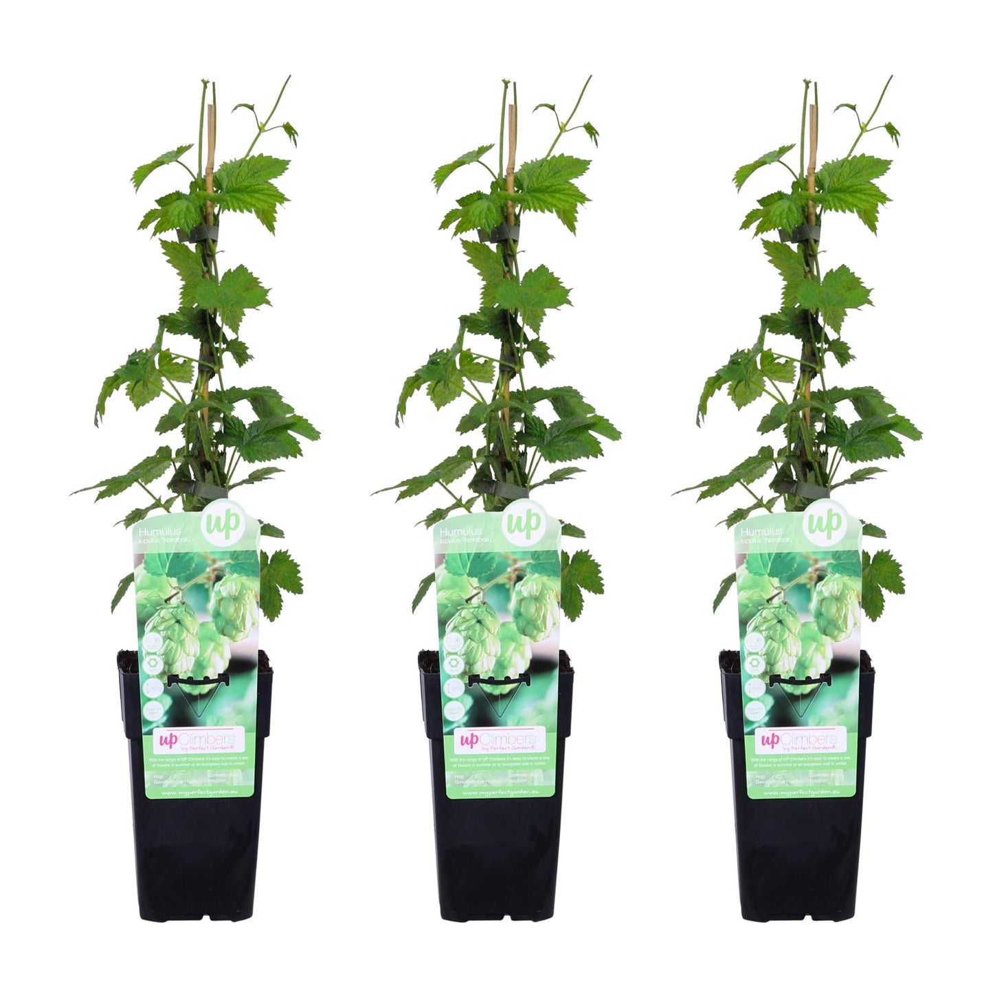 3x Humulus lupulus 'Nordbrau' – Pflegeleichte Hopfenpflanze Ø15cm