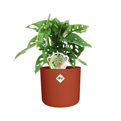 Monstera ‘Monkey Leaf’ in ELHO b.for soft rond 14cm brique