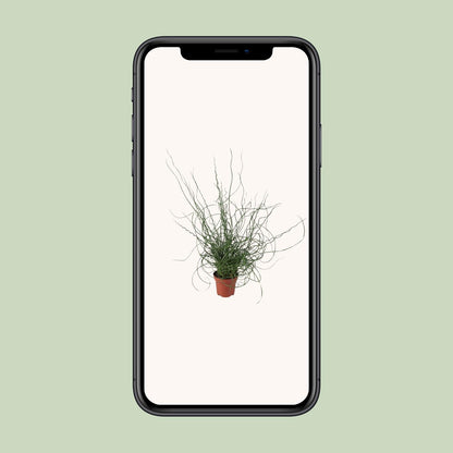 Juncus Effusus Spiralis – Gemeine Binse, Ø12cm, 30cm hoch