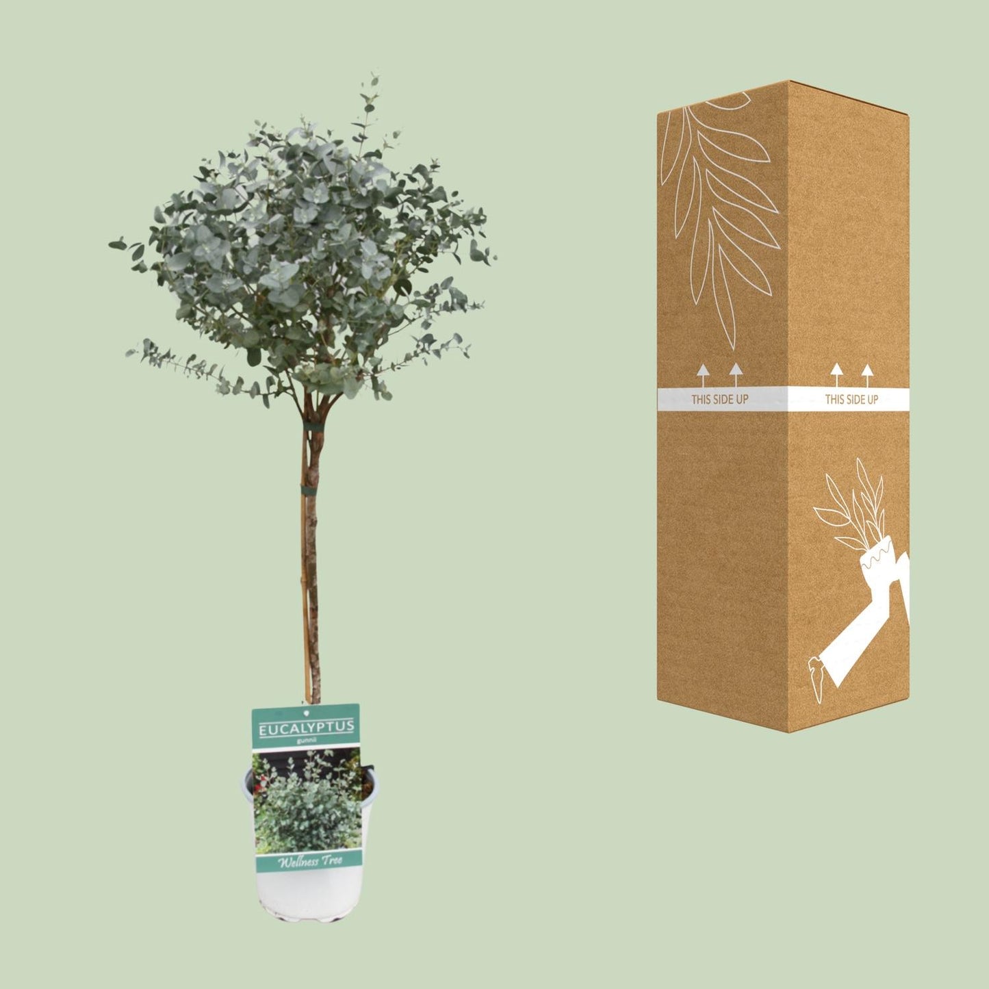 Eukalyptus am Stamm – Ø17cm, 80cm Zimmerpflanze