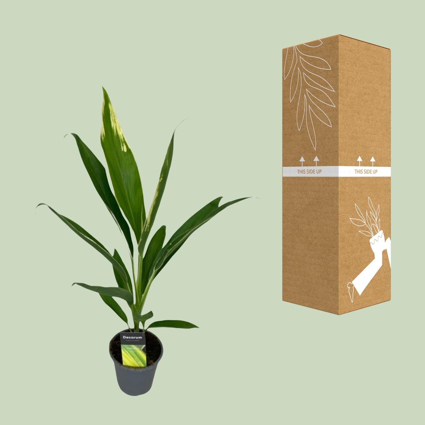 Cordyline Conga – Pflegeleichte tropische Zimmerpflanze Ø12cm