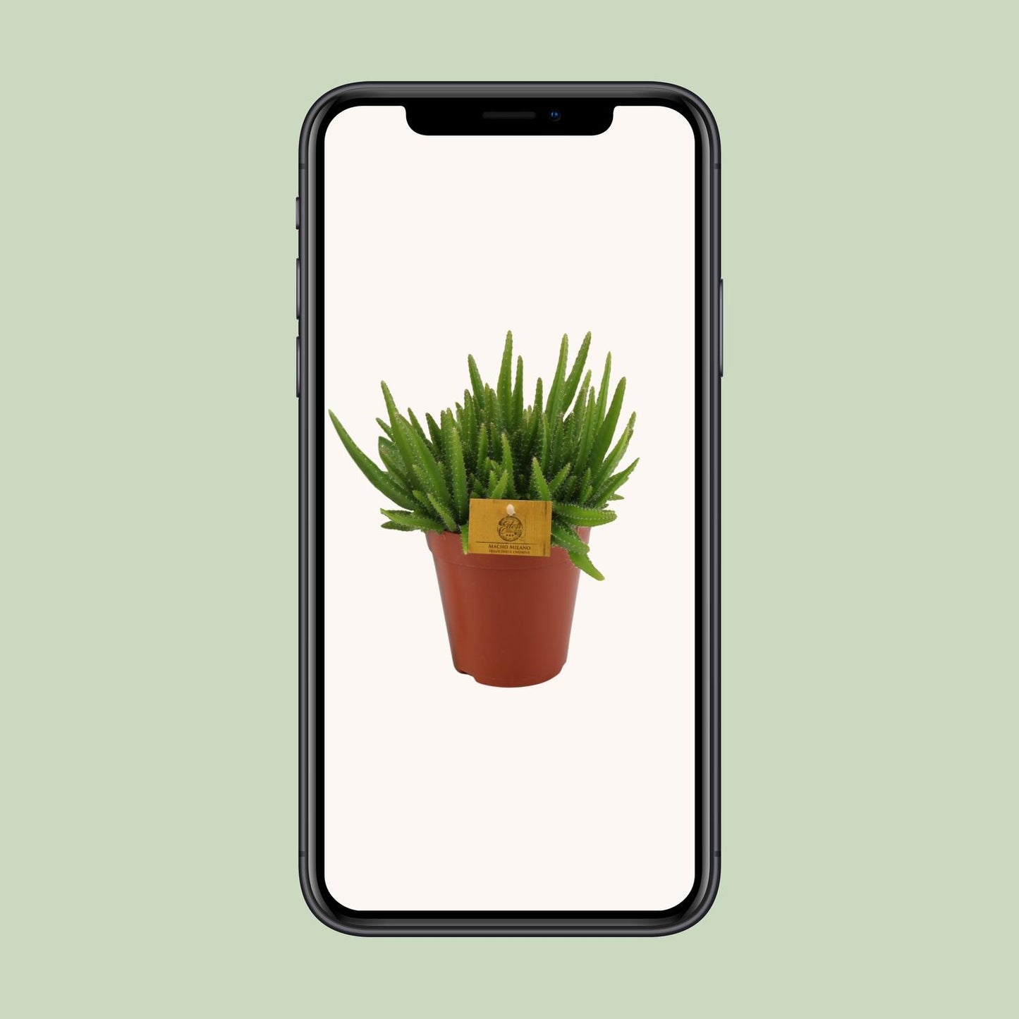 Hylocereus Undatus Kaktus Ø15cm, 20cm hoch – Pflegeleicht & Modern