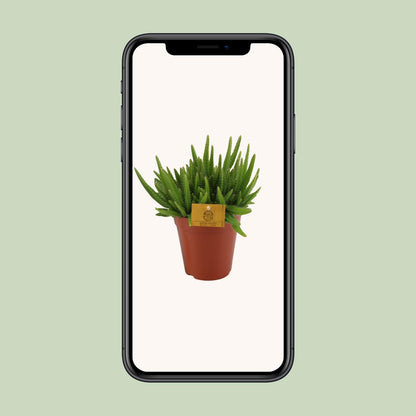 Hylocereus Undatus Kaktus Ø15cm, 20cm hoch – Pflegeleicht & Modern