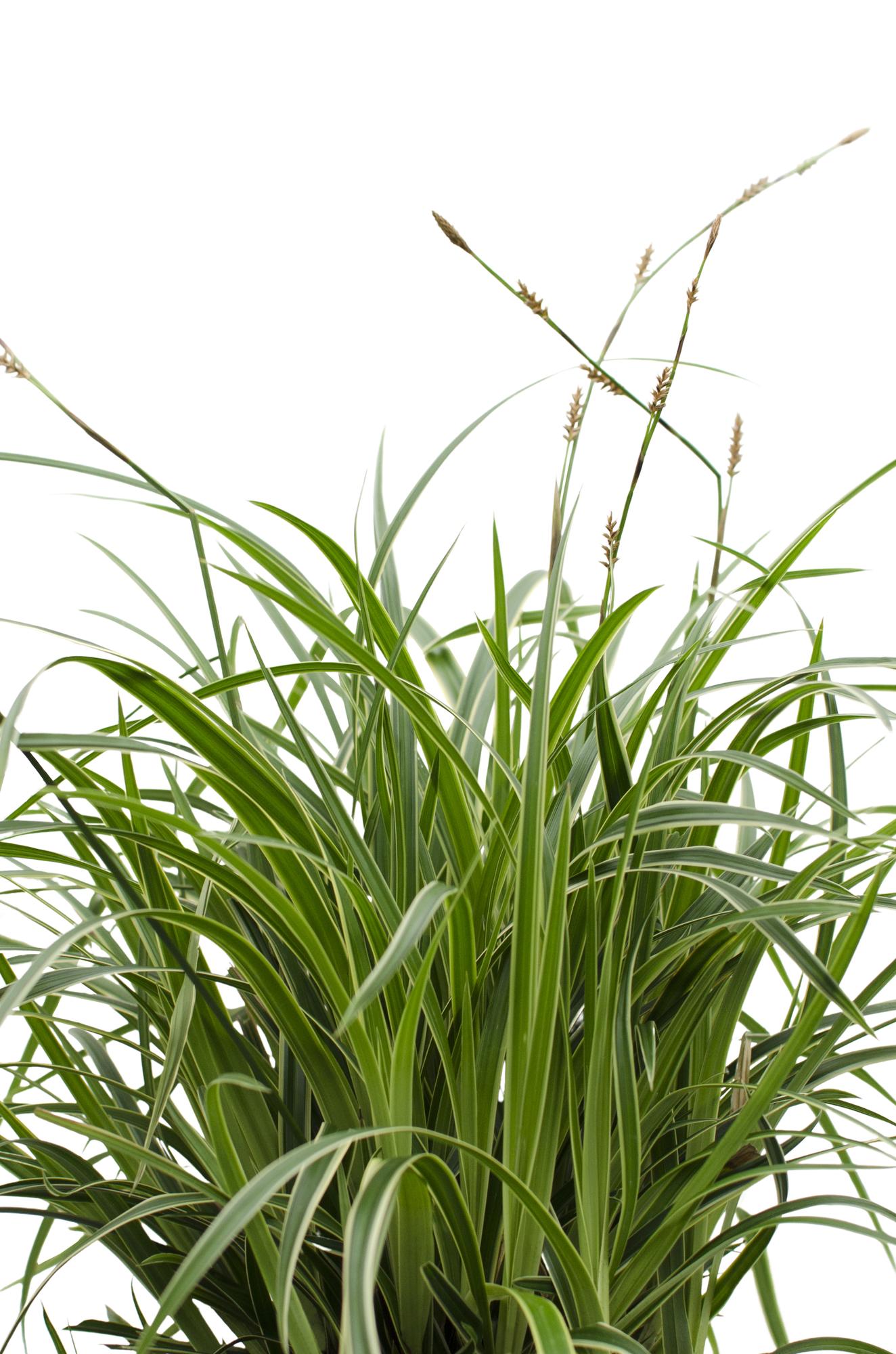 3x Carex morrowii 'Ice Dance' – Immergrünes Ziergras Ø14cm