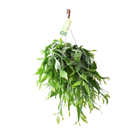 Rhipsalis Crispata – Pflegeleichte Hängepflanze Ø21cm