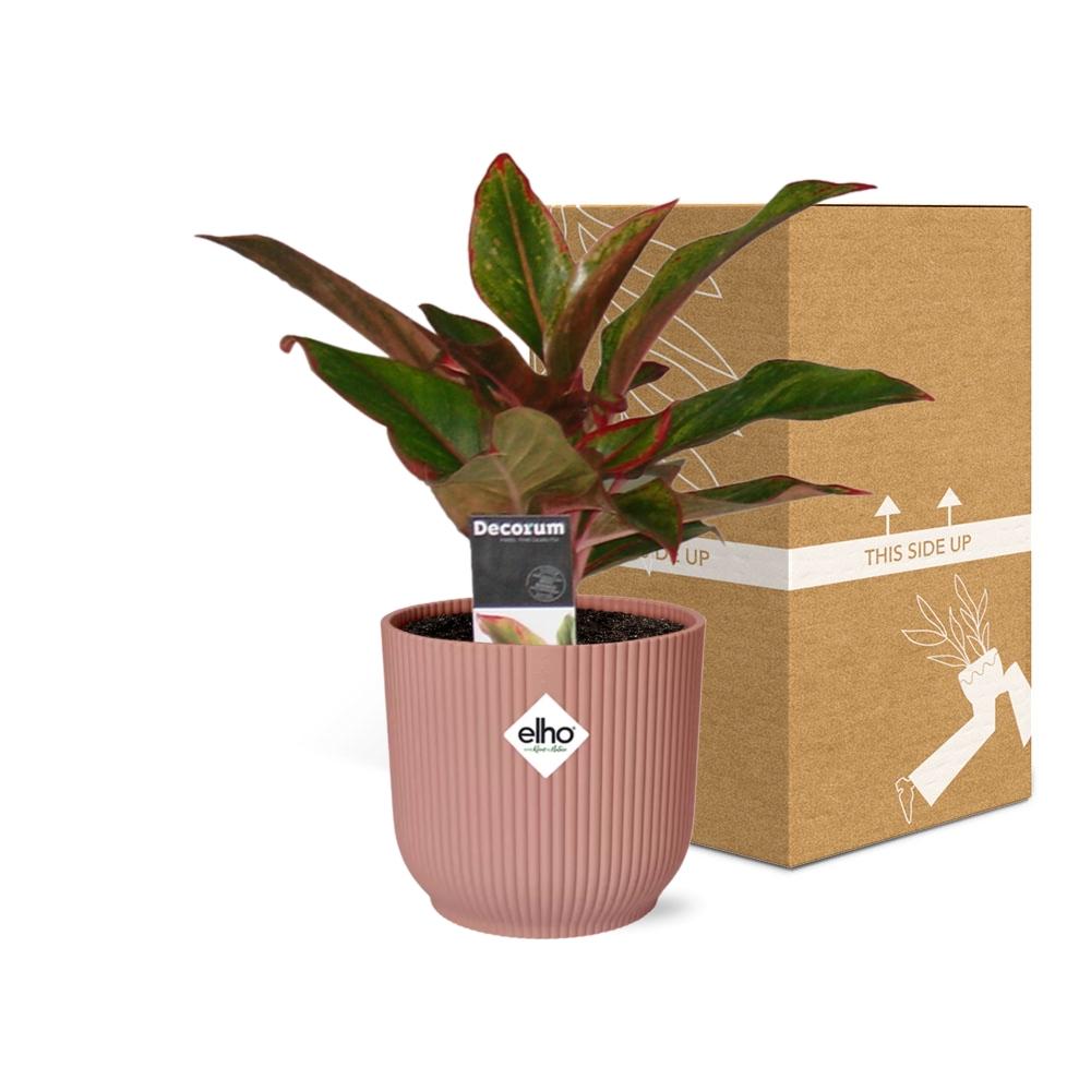 Aglaonema Crete in ELHO Vibes Fold 14 cm rosa – Luftreinigende Zimmerpflanze