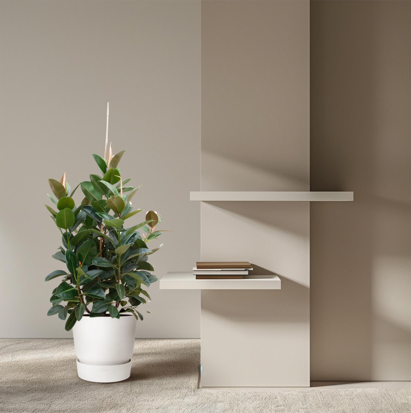 Ficus Robusta verzweigt – pflegeleichte Zimmerpflanze 150 cm