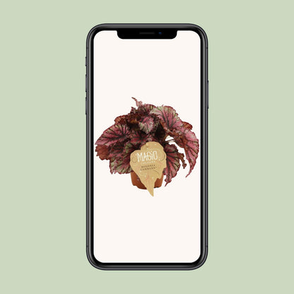 Begonia Rex Lambada – Pflegeleichte, farbenfrohe Zimmerpflanze Ø12 cm