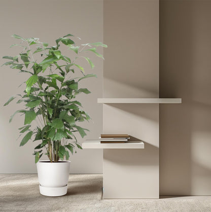 Caryota Mitis – Pflegeleichte Fischschwanzpalme 140 cm