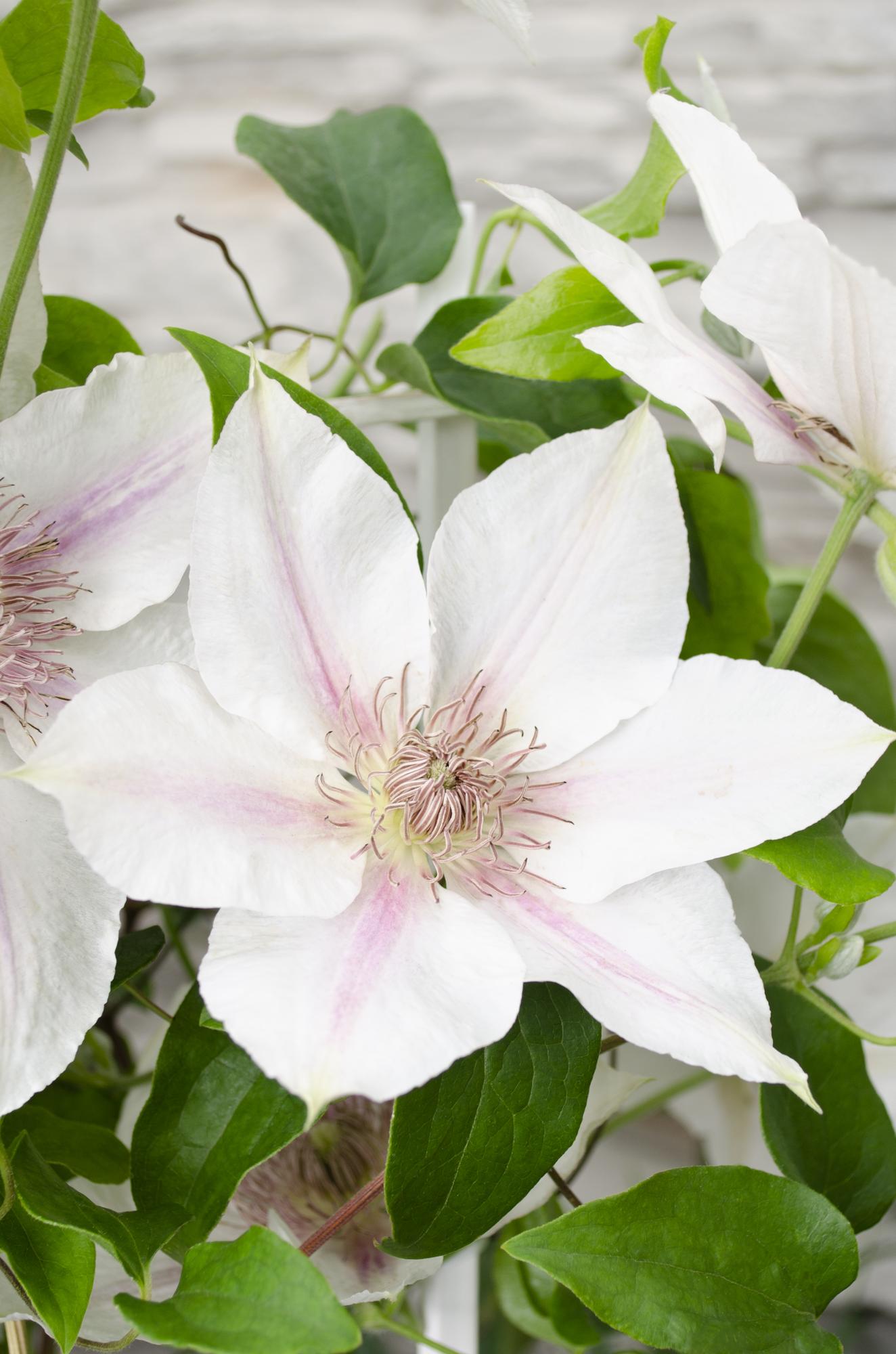 Weiße Waldrebe 'Corinne' – Clematis Evison Ø15cm, 65cm