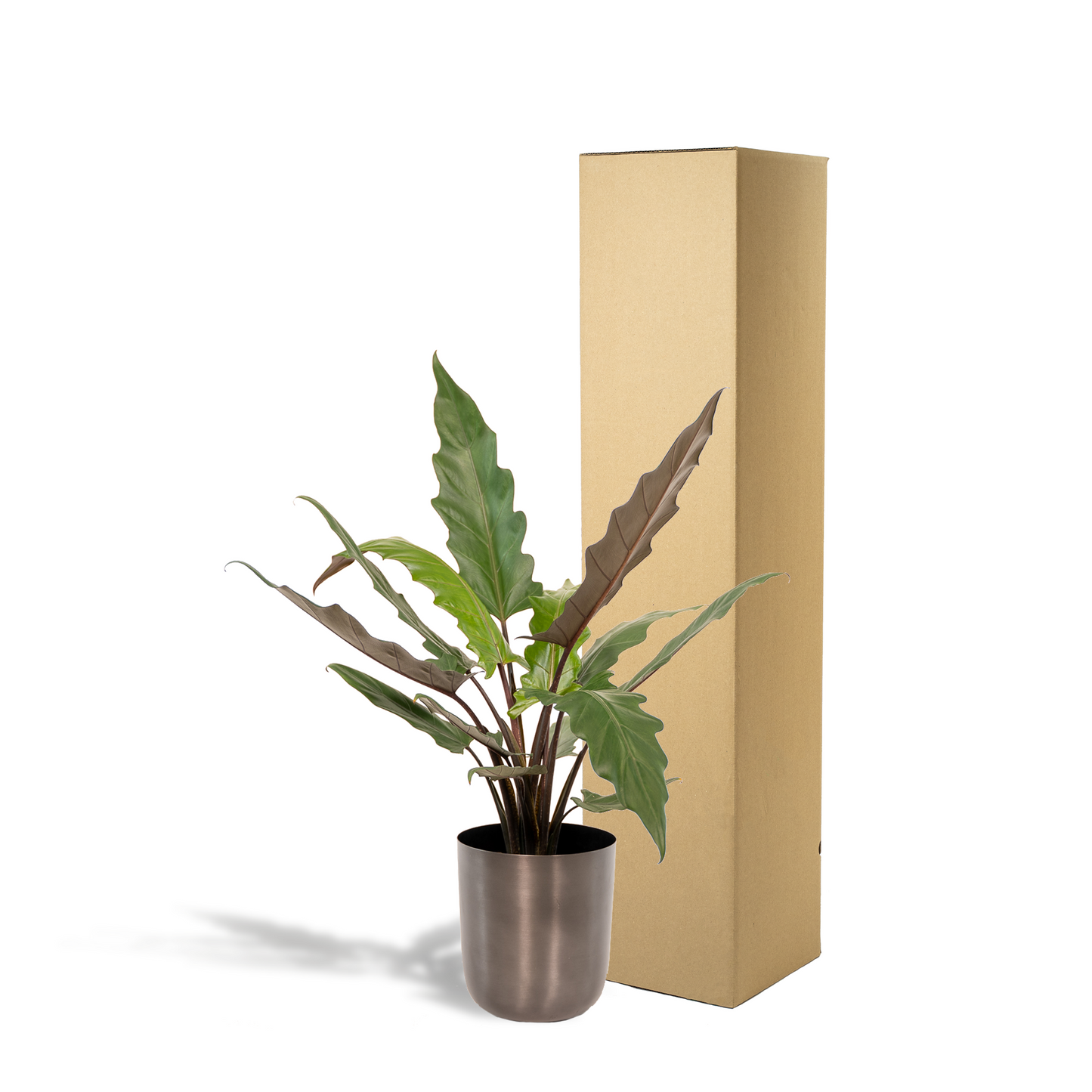 Alocasia Lauterbachiana Ø19cm – Elegantes Elefantenohr mit Topf