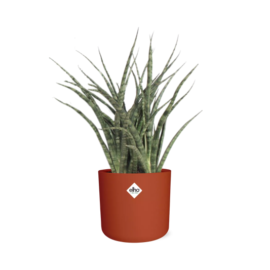 Sansevieria Fernwood Punk – Pflegeleichte Schwiegermutterzunge 14cm